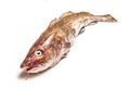 Whole Atlantic cod (Gadus morhua) fish. Royalty Free Stock Photo