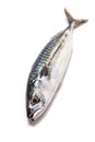 Whole Atlantic mackerel fish