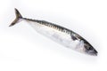 Whole Atlantic mackerel fish