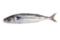 Whole Atlantic mackerel fish