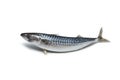 Whole Atlantic mackerel on white background.