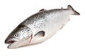 Whole Atlantic Salmon