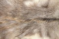Whole background covered with close up view of white and gray color goatskin fur carpet.. Royalty Free Stock Photo