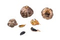 Whole balsamic fermented black garlic. Isolated on white background.