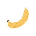 Whole banana with yellow skin. Fresh ripe tropical fruit with peel. Exotic sweet banan drawn in simple doodle style