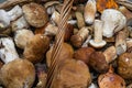 A whole basket of delicious gourmet edible boletus.