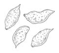 Whole batatas. Vintage engraving vector black illustration. Isolated on white