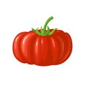 Whole beefsteak tomato. Vector flat color illustration