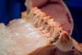 Whole big tuna being cutting and chopped at Sydney fish market.