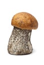 Whole birch bolete