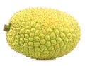Whole Breadfruit Isolated on White Royalty Free Stock Photo