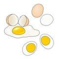 Whole, broken and boiled chicken eggs. Vector illustration. Shell with protein and yolk. Food.