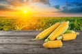 Whole and broken ears of corn on wooden table against background of cornfield at sunset Royalty Free Stock Photo