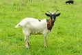 Whole brown white domestic goat stands in a meadow and looks at the camera Royalty Free Stock Photo