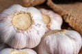 Whole bulb of garlic with scattered cloves close up, blurry background Royalty Free Stock Photo