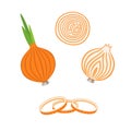 Whole bulb onion, half and onion rings. Vector illustration