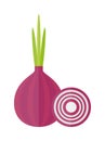 Whole bulb red onion with fresh green sprout, half rings on white background. Vector illustration.