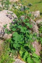 A whole bush burdock, medicinal plants, burdock oil, autumn Royalty Free Stock Photo