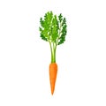 Whole Carrot With Thick Green Top Leaves Vector Element