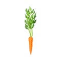 Whole Carrot With Thick Green Top Leaves Vector Element