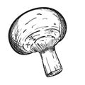 A whole champignon. Doodle style. Mushroom for making soups and pizza. The black and white sketch is hand drawn and