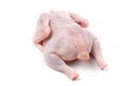 A whole chicken carcass on a white background Royalty Free Stock Photo