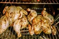 Whole chicken smoked in electric bbq smoker Royalty Free Stock Photo