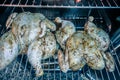 Whole chicken smoked in electric bbq smoker Royalty Free Stock Photo