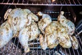 Whole chicken smoked in electric bbq smoker Royalty Free Stock Photo