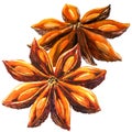 Whole chinese star anise spice and seeds, two objects isolated, watercolor illustration on white Royalty Free Stock Photo
