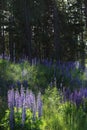 A whole clearing of purple lupins grows near a dark forest in summer