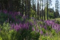 A whole clearing of purple lupins grows near the forest