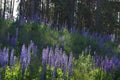 A whole clearing of purple lupins grows near the forest in summer