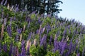 A whole clearing of purple lupins grows on a slope in the summer