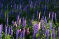 A whole clearing of purple lupins grows in summer