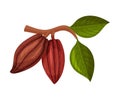 Whole Cocoa Pod Hanging on Tree Branch Vector Illustration
