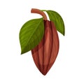 Whole Cocoa Pod Hanging on Tree Branch Vector Illustration