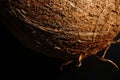 A whole coconut on a black background. The light was dim. Royalty Free Stock Photo