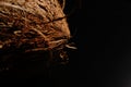 A whole coconut on a black background. The light was dim. Royalty Free Stock Photo