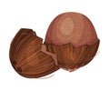 Whole Coconut with Brown Fibrous Husk Vector Illustration