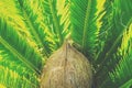 Whole Coconut on Feathery Palm Tree Leaves Background in Golden Sunlight. Vibrant Colors. Tropical Foliage Vacation Summer. Toned Royalty Free Stock Photo
