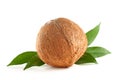 Whole coconut Royalty Free Stock Photo