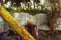 A whole coconut on a stump on a beach against concrete wall and palm tree in tropical paradise. Royalty Free Stock Photo