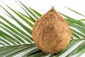 Whole coconuts with leaves on white