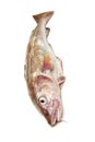 Whole cod fish Royalty Free Stock Photo