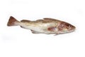 Whole cod fish Royalty Free Stock Photo