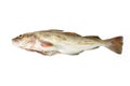 Whole cod fish Royalty Free Stock Photo