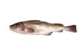 Whole cod fish Royalty Free Stock Photo