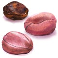 Whole cola nuts, kola nut, african fruit, bitter kola, nigerian traditional food, closeup, isolated, hand drawn Royalty Free Stock Photo