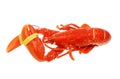 Whole cooked lobster